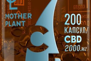 Сертифицированная продукция CBD в России: современные тренды и особенности рынка на примере Thecbd.ru